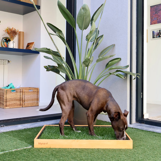 WC CANINO CÉSPED 100% NATURAL + MARCO DE MADERA