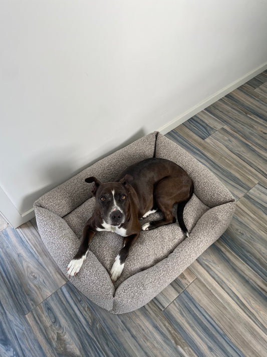 CAMA MAYA TOFFEE